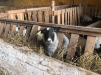 Самарская область развивает овцеводство