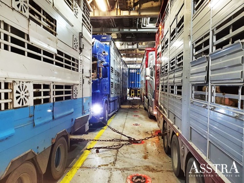 В ноябре 2018 года группа компаний перевезла 165 голов скота из Ирландии в Россию