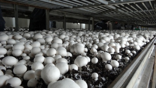 Строительство грибных комплексов планируется начать в Зарайске и Ступино
