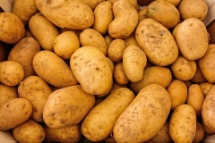 На Ставрополье собрано 8 тысяч тонн чипсового картофеля