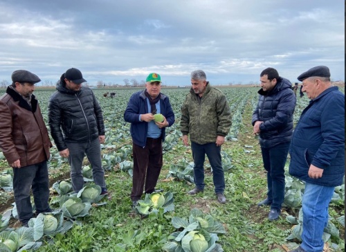 В Дагестане собирают зимний урожай капусты