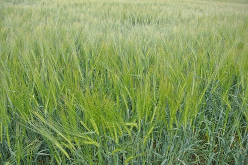 Страховую выплату в 2,8 млн рублей получило сельхозпредприятие в Бурятии за гибель пшеницы