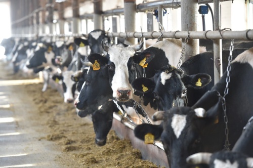 Производство молока в Удмуртии идет в рост