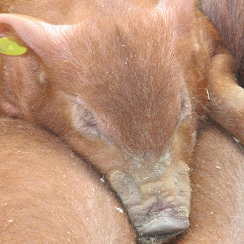«Витацид» оптимизирует процесс пищеварения у свиней