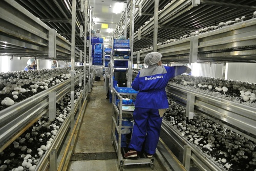 «Выборжец»: яркий старт на рынке грибов