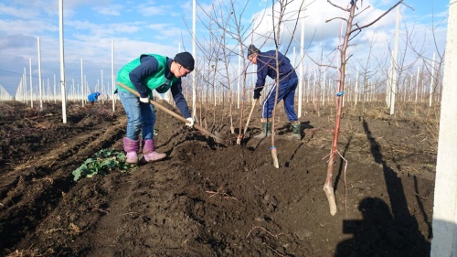 В «Черкесских садах» высадили более 34 000 новых яблонь