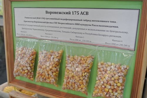 В Татарстане определили лидирующие сорта сельхозкультур в производстве