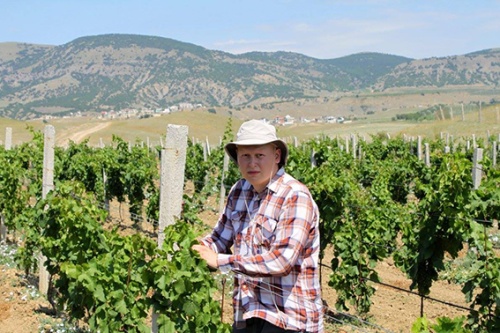 В Крыму научились выращивать элитный виноград без пестицидов