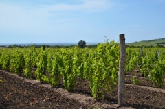 В 2017-м ставропольские аграрии планируют заложить еще 250 гектаров виноградников