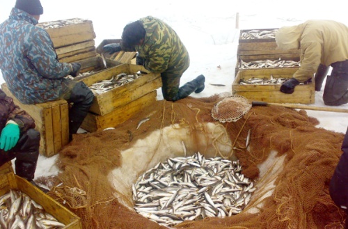 Ямальские рыбаки установили рекорд 15-летия