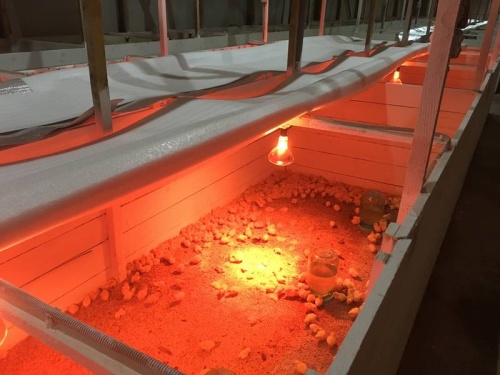 В новом инкубатории уникальной фермы Сахалина получен первый выводок перепелов