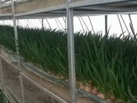 Индивидуальный предприниматель из Лаишевского района республики собирает урожай зеленого лука
