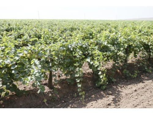 В Краснодарском крае перевыполнен план по закладке новых виноградников