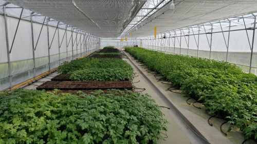 УрГАУ ответит за научное и кадровое обеспечение семеноводства картофеля