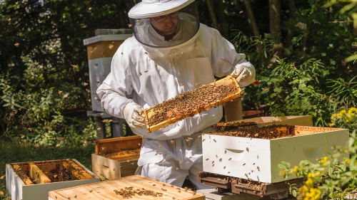 Карельский ПчелоЦентр «Пчеландия» и «Парадайз Хани» готовятся к выставке салона «Пасека»