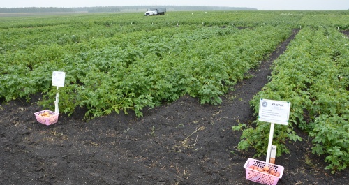 День картофельного поля вновь состоится в Аргаяшском районе