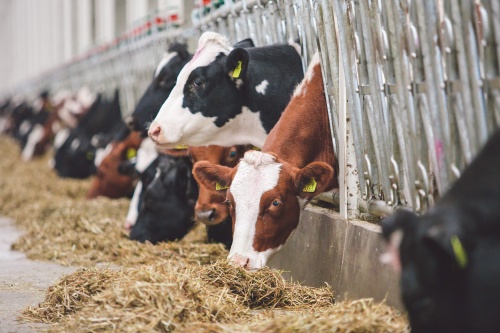 Пензенская область получит 138,4 млн рублей на развитие молочного скотоводства