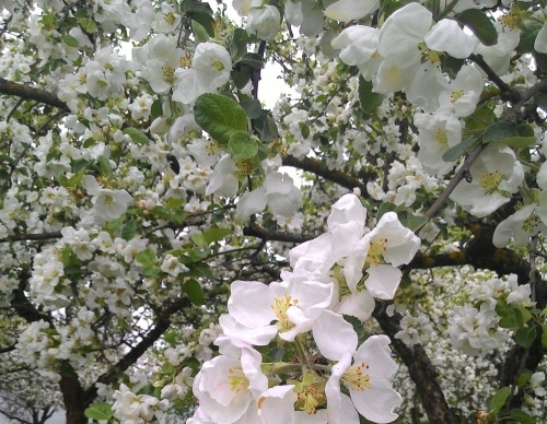 Бесплатный вебинар «Какие инновации нужны яблоневым садам?»