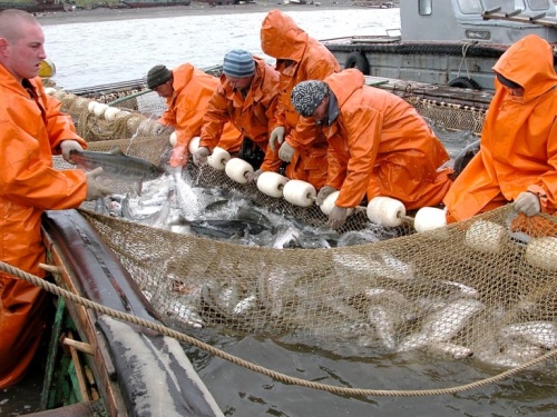 Вылов тихоокеанских лососей превышает уровень 2015 года на 16,4%