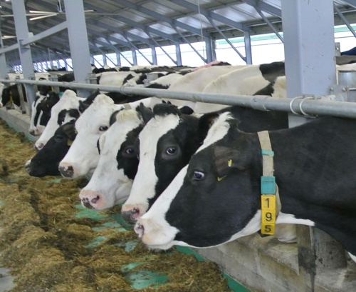 Подготавливаем корову к высокой молочной продуктивности