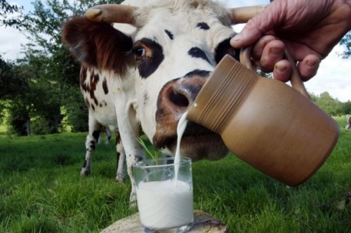 Надой молока на одну фуражную корову по Нижегородской области достиг 5000 кг