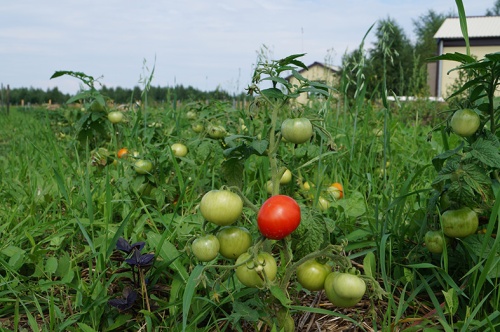 Точки роста органического сельского хозяйства
