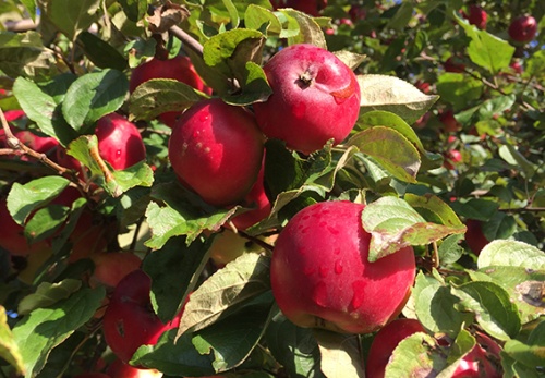 Шесть причин почему на яблоне засыхают листья