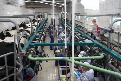 Харон Амерханов назвал лучшего оператора машинного доения коров