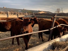 В ставропольских сельхозпредприятиях увеличилось производство говядины