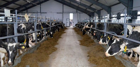 Новый двор для коров