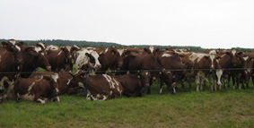 На передовых рубежах селекции молочного скота