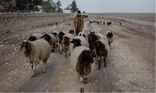 ФАО запускает кампанию по оказанию неотложной ветеринарной помощи животным в Мосуле