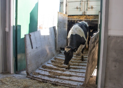 На молочный комплекс КРС «Троицкий» поступило первое поголовье животных