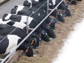 Современные подходы к управлению в молочном животноводстве