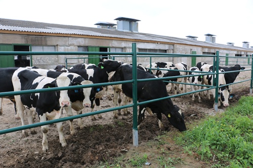ГК «АгроПромкомплектация» завезла бычков для мясного животноводства