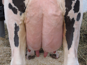 Актуальные проблемы в молочном животноводстве