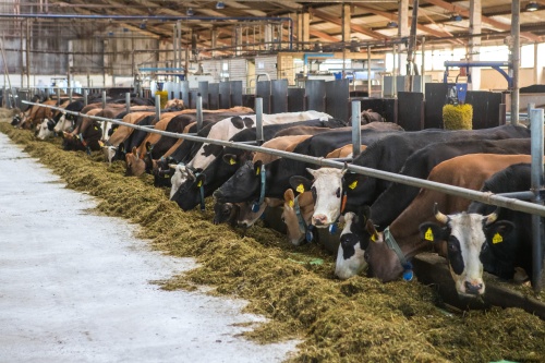 «АгриВолга» начинает строительство нового молочно-товарного комплекса