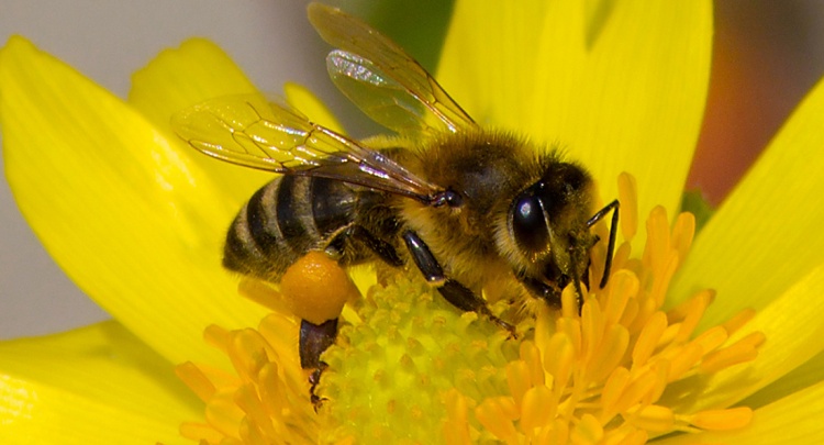 Закон в защиту пчёл: что изменится в 2024 году