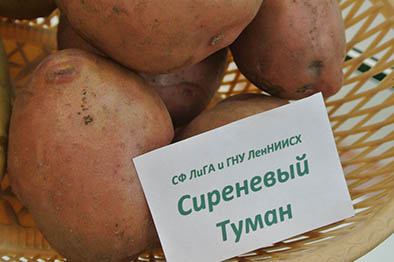 Российские селекционеры готовы передать в производство лучшие сорта отечественного картофеля