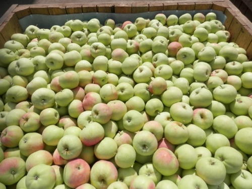 Крупное российское яблоневое хозяйство переходит на органик-стандарты
