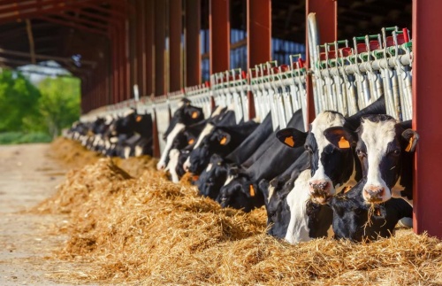 Устраняем энергетический дисбаланс у высокопродуктивных коров
