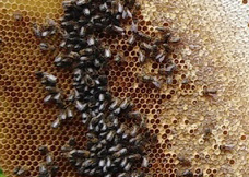 Предотвратить массовую гибель пчел