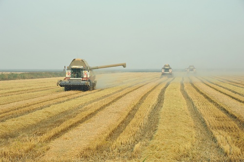 ООО «Кубрис» признано лучшим рисоводческим хозяйством Краснодарского края по урожайности