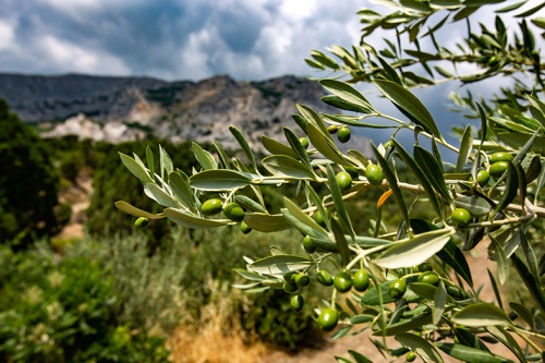 Лучшие зарубежные сорта оливы будут выращивать на полях Крымского федерального университета