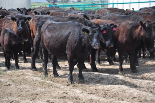 Поголовье скота в племенных хозяйствах области увеличено на 770 голов
