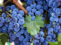 Промышленное виноградарство вернулось в Александровский район