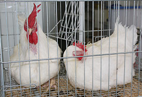 Пензенская область обеспечила рост в птицеводстве