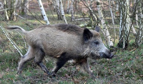 Дикий кабан играет главную роль в распространении африканской чумы свиней