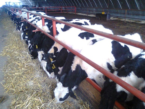 В Пензенской области отмечен рост производства молока и яиц в товарном секторе