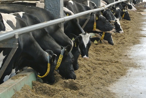 Сохраняем высокую молочную продуктивность у коров при тепловом стрессе
